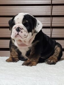 Buy Brachycephalic bulldog online