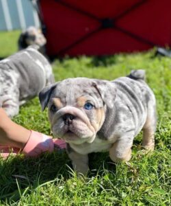 AKC English bulldog breeders 