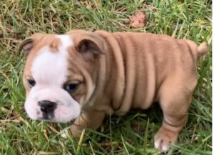 Buy British bulldogs for sale