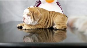 teacup bulldog puppies for sale