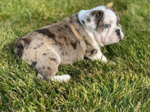 Purebred english bulldog for sale