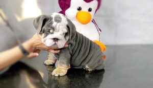 short-muzzled dog for sale
