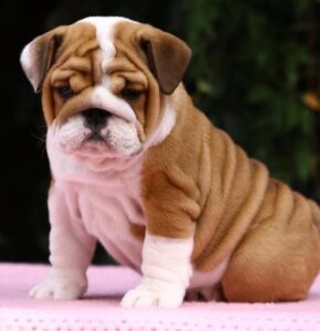 Champion bloodline English Bulldog puppies